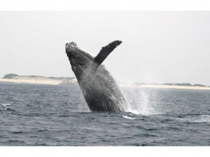 プランの魅力 クジラのブリーチ！ の画像