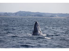 プランの魅力 스파이홉 の画像