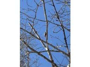 プランの魅力 野鳥 の画像