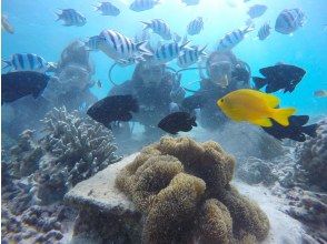 プランの魅力  の画像