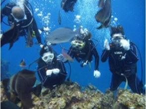 プランの魅力 熱帯魚に餌あげ　 の画像