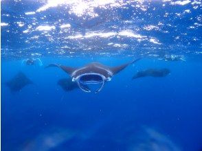 プランの魅力 <Invoice system registered store> [Okinawa/Ishigaki Island] Winter only! water surface manta snorkel の画像