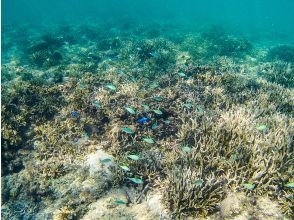 プランの魅力 自然度の高いサンゴの海 の画像