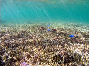 プランの魅力 光が照らすサンゴの水中風景 の画像