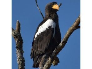 プランの魅力 Steller's sea eagle looking at the river. の画像