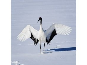 プランの魅力 Red-crowned crane の画像
