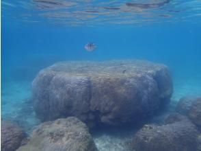 プランの魅力 Giant coral! の画像