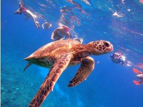 プランの魅力 Maybe you can meet sea turtles? !! の画像