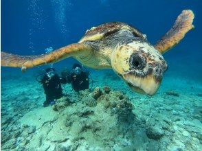 プランの魅力 Maybe you can meet sea turtles? !! の画像