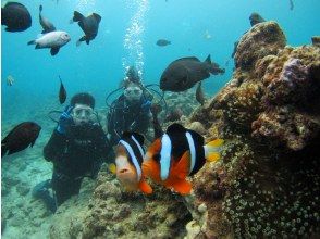 プランの魅力 You can also observe clownfish! の画像