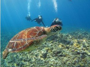 プランの魅力 Maybe you can meet sea turtles? !! の画像