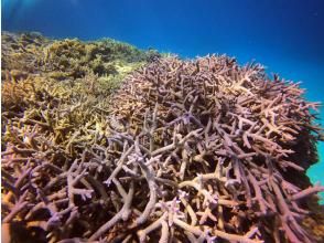 プランの魅力 The beautiful coral reef is a spectacular sight! の画像