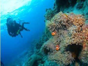 プランの魅力 You can also observe clownfish! の画像