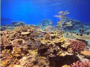 プランの魅力 サンゴ礁には熱帯魚の群れ♪ の画像