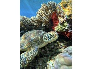 プランの魅力 Sea turtle encounter rate has been 100% for three consecutive years の画像