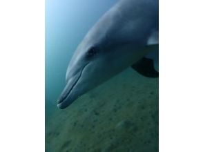 プランの魅力 The sea where you can meet dolphins! の画像