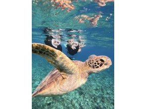 プランの魅力 Sea turtle encounter rate updated to 100% for 2nd consecutive year の画像