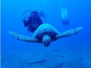 プランの魅力 像這樣和海龜的合照(^∧^) の画像