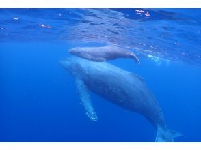 プランの魅力 親子クジラ の画像
