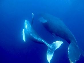 プランの魅力 少しづつ大きくなっていく子クジラ の画像