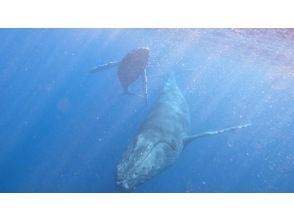 プランの魅力 冬限定の感動を の画像