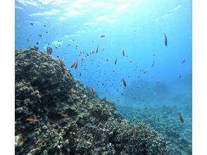 プランの魅力 石垣島観光したい方におすすめ！ の画像