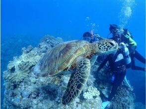 プランの魅力 近くでウミガメ見れちゃうかも！ の画像