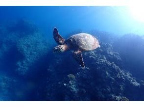 プランの魅力 Sea turtle encounter rate is high♪ の画像