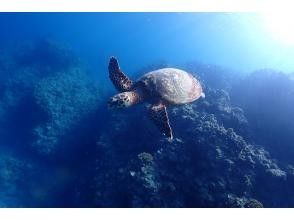 プランの魅力 ウミガメ遭遇率は高確率♪ の画像