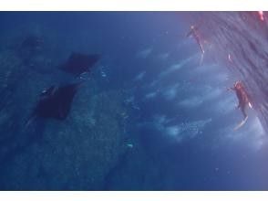 プランの魅力 Impressive manta ray snorkeling! の画像