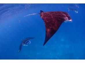 プランの魅力 冬場の時期は水面マンタシュノーケルもおすすめ！ の画像