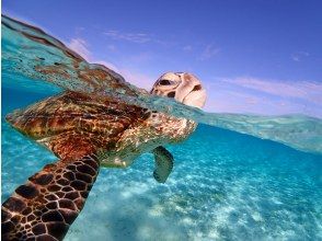プランの魅力 Sea turtle encounter rate 100%! の画像