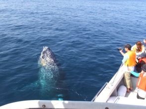 プランの魅力 至近距離でクジラに出会える の画像