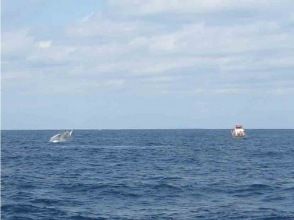 プランの魅力 クジラとの信頼関係があるからこそ、この近さでウオッチングを楽しめます の画像