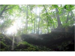 プランの魅力 神秘的森林，青木原树海 の画像