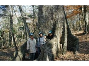 プランの魅力 400-year-old giant tree of Quercus crispula の画像