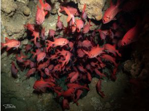 プランの魅力 洞窟の中で見れるお魚達① の画像