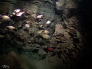 プランの魅力 洞窟の中で見れるお魚達② の画像