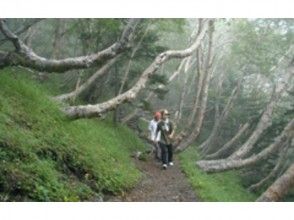 プランの魅力 Mt. Fuji forest limit promenade の画像