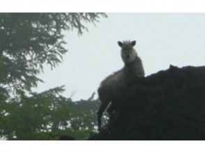 プランの魅力 Japanese serow の画像