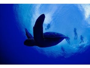 プランの魅力 Sea turtle の画像