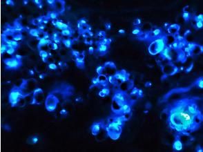 プランの魅力 Luminescence of sea fireflies の画像