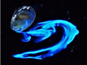 プランの魅力 sea ​​firefly の画像