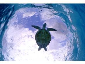 プランの魅力 Sea turtle encounter rate 100%! の画像
