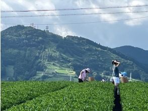 プランの魅力 お茶シーズンはお茶摘み体験もお楽しみに！ の画像