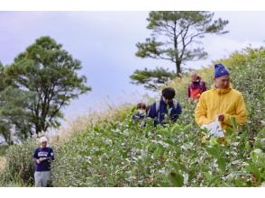 プランの魅力 在粟嶽山的象徵「茶」附近的茶園享受採茶樂趣！ の画像