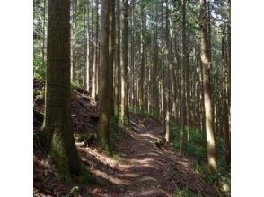 プランの魅力 京都北山ハイキング の画像