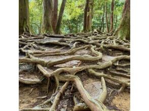 プランの魅力 เกียวโตคิตะยามะเดินป่า の画像