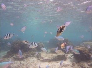 プランの魅力 種類豊富 の画像