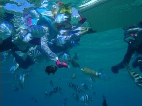 プランの魅力 たくさんの熱帯魚 の画像